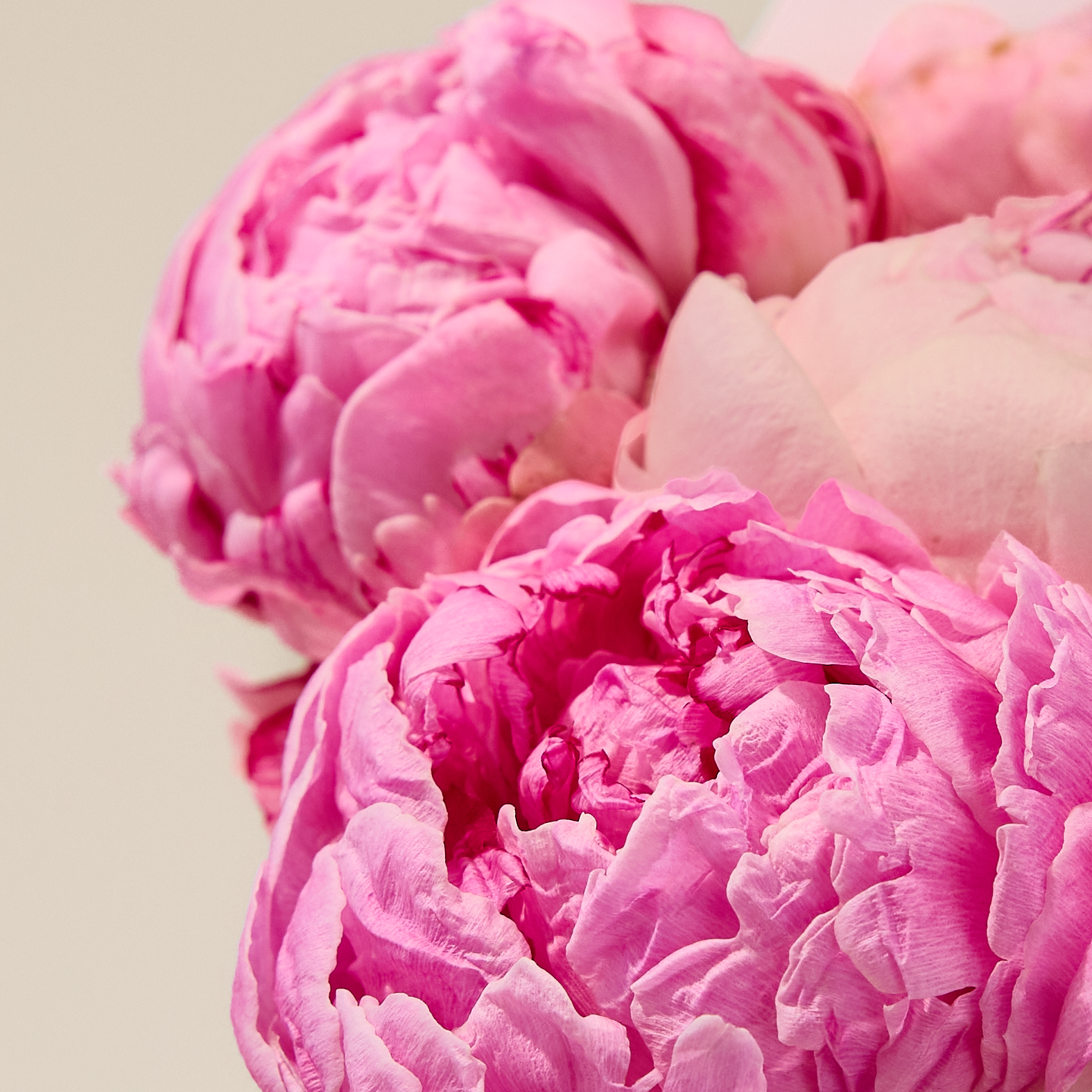 XOXO-Box Peony Kiss